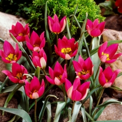Tulipan Persian Pearl - GIGA paczka! - 250 szt.