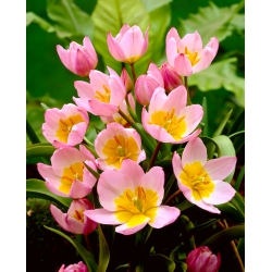 Tulipan botaniczny - Lilac Wonder - GIGA paczka! - 250 szt.