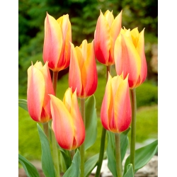 Tulipan Blushing Beauty - GIGA paczka! - 250 szt.
