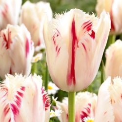 Tulipan Carrousel - GIGA paczka! - 250 szt.