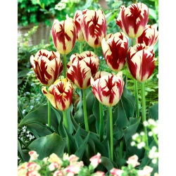 Tulipan Grand Perfection - GIGA paczka! - 250 szt.