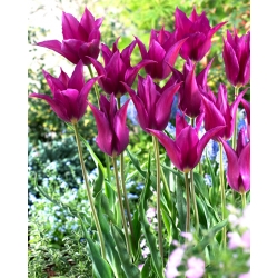 Tulipan Purple Dream - GIGA paczka! - 250 szt.