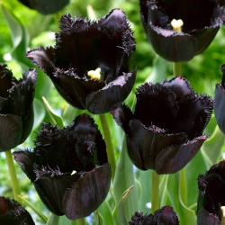 Tulipan Fringed Black - GIGA paczka! - 250 szt.