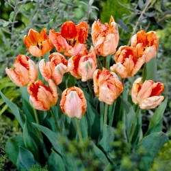 Tulipan Apricot Parrot - GIGA paczka! - 250 szt.