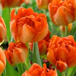 Tulipan Monte Orange - 5 szt.