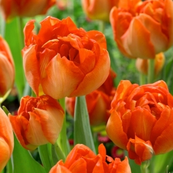 Tulipan Monte Orange - duża paczka! - 50 szt.
