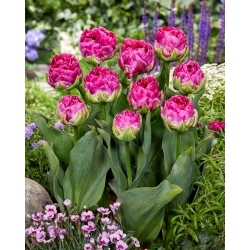 Tulipan Wicked in Pink - duża paczka! - 50 szt.