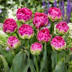 Tulipan Wicked in Pink - duża paczka! - 50 szt.