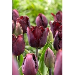 Tulipan Black Jewel - GIGA paczka! - 250 szt.