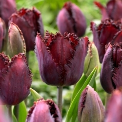 Tulipan Black Jewel - 5 szt.