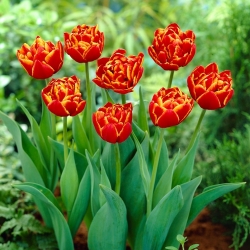 Tulipan Allegretto - GIGA paczka! - 250 szt.