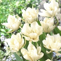 Tulipan Exotic Emperor - GIGA paczka! - 250 szt.