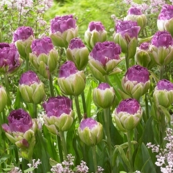 Tulipan Exquisit - GIGA paczka! - 250 szt.