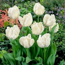 Tulipan White Parrot - GIGA paczka! - 250 szt.