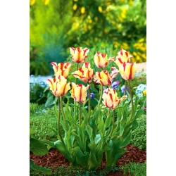 Tulipan Flaming Parrot - GIGA paczka! - 250 szt.