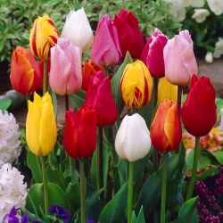 Tulipan - mieszanka kolorów - GIGA paczka! - 250 szt.