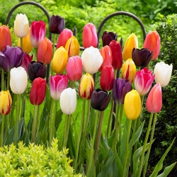 Tulipan - mieszanka kolorów - GIGA paczka! - 250 szt.