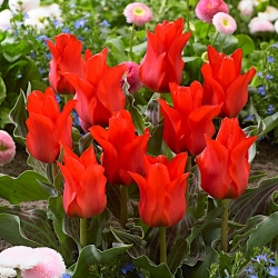 Tulipan Red Riding Hood - GIGA paczka! - 250 szt.