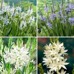 Kamasja - zestaw 4 odmian kwiatów - 8 szt.