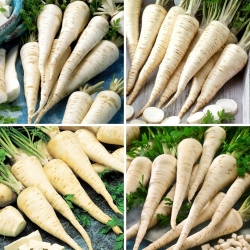 Pietruszka korzeniowa - zestaw 4 odmian nasion warzyw