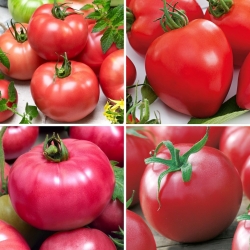 Pomidor - zestaw 4 odmian nasion warzyw