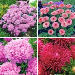 Rośliny jednobarwne - zestaw 4 odmian kwiatów w kolorze różowym