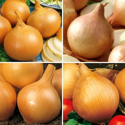 Nasiona cebuli - zestaw 4 odmian