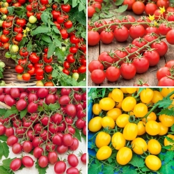 Nasiona pomidorów cherry - zestaw 4 odmian
