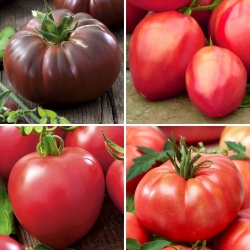 Nasiona pomidorów gruntowych - zestaw 4 odmian