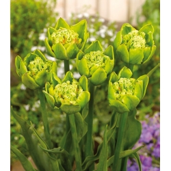 Tulipan Green Bizarre - duża paczka! - 50 szt.
