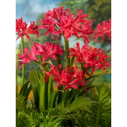 Nerine Pearls of Cherry - GIGA paczka! - 50 szt.