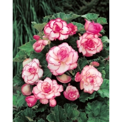 Begonia - Rosebud - różowa - GIGA paczka! - 100 szt.