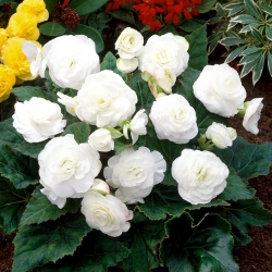 Begonia wielokwiatowa - Multiflora Maxima - biała - GIGA paczka! - 100 szt.
