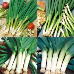 Nasiona cebuli siedmiolatki i pora - zestaw 4 odmian
