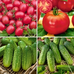Nasiona pomidorów i ogórków - zestaw 4 odmian
