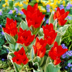 Tulipan Praestans Unicum - GIGA paczka! - 250 szt.