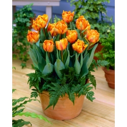Tulipan Orange Princess - duża paczka! - 50 szt.