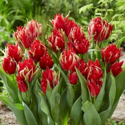 Tulipan Red Spider - GIGA paczka! - 250 szt.