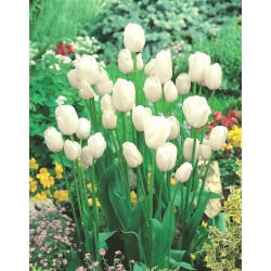 Tulipan White Bouquet - duża paczka! - 50 szt.