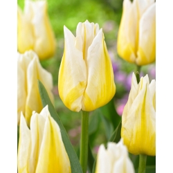 Tulipan Flaming Agrass - GIGA paczka! - 250 szt.
