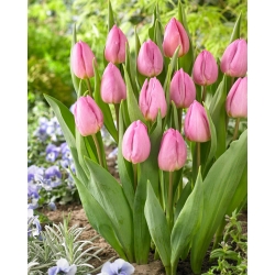 Tulipan Light Pink Prince - GIGA paczka! - 250 szt.