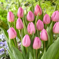 Tulipan Light Pink Prince - GIGA paczka! - 250 szt.