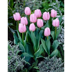 Tulipan jasnoróżowy - Light Pink - duża paczka! - 50 szt.
