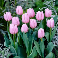 Tulipan jasnoróżowy - Light Pink - GIGA paczka! - 250 szt.