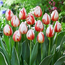 Tulipan Happy Generation - duża paczka! - 50 szt.