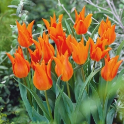 Tulipan liliokształtny pomarańczowy - Lilyflowering orange - 5 szt.