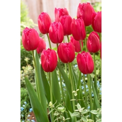 Tulipan Burgundy Lace - GIGA paczka! - 250 szt.