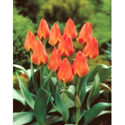 Tulipan Orange Elite - GIGA paczka! - 250 szt.