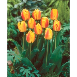 Tulipan Oxford Wonder - duża paczka! - 50 szt.