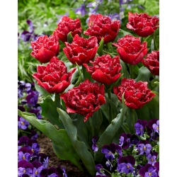 Tulipan Cranberry Thistle - GIGA paczka! - 250 szt.